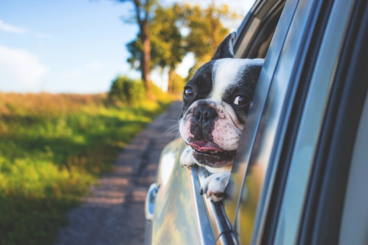 愛犬と車で一緒に出掛けたい！