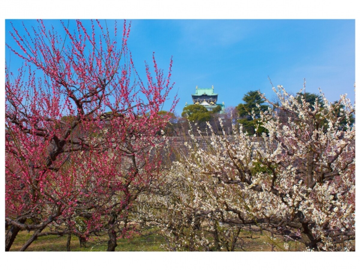 大阪最大の梅スポット「大阪城梅林」　(c)　大阪観光局((公財)大阪観光コンベンション協会)