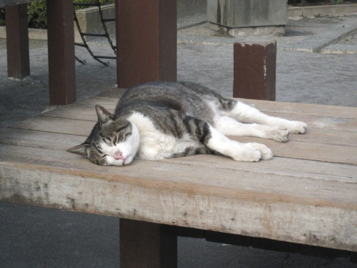 公園の猫