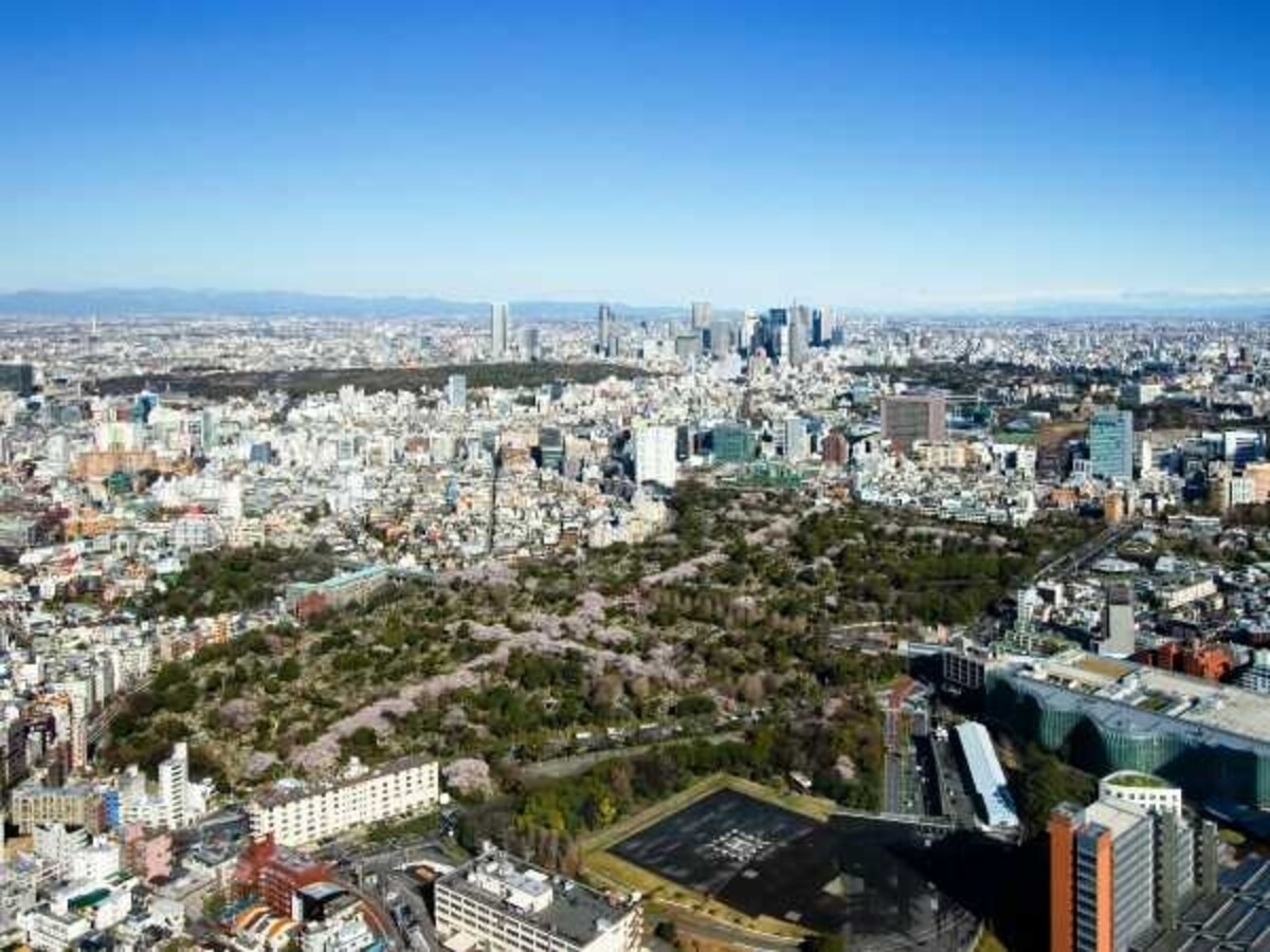 青山霊園の桜並木