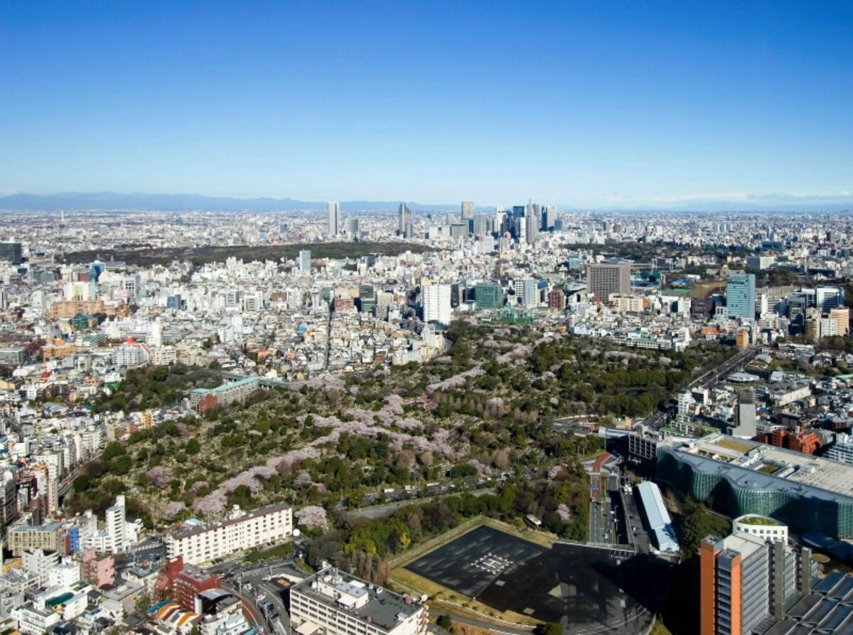 青山霊園の桜並木