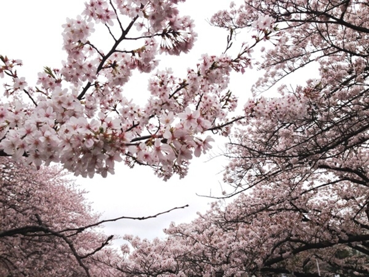 満開の桜