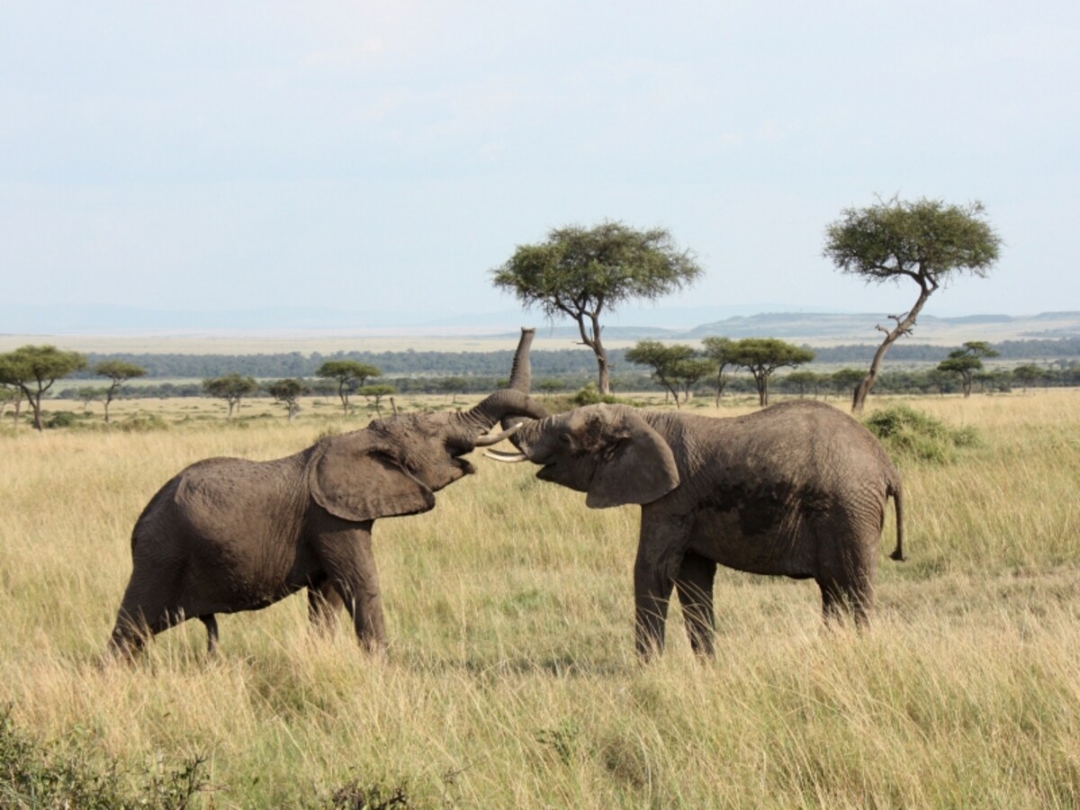 elephant