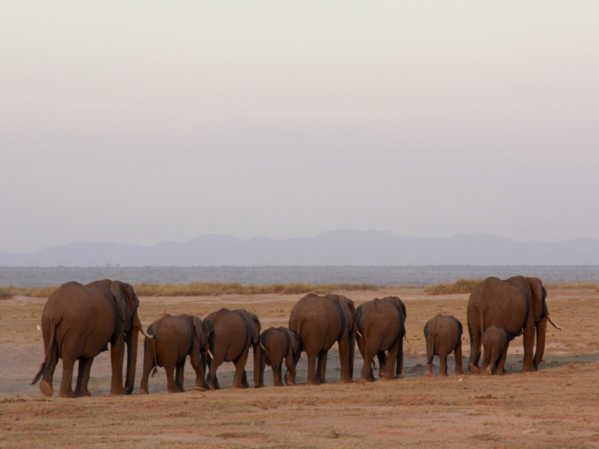 elephant2