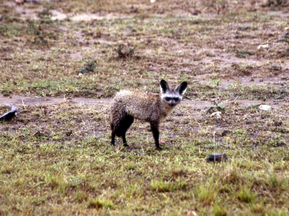 fox