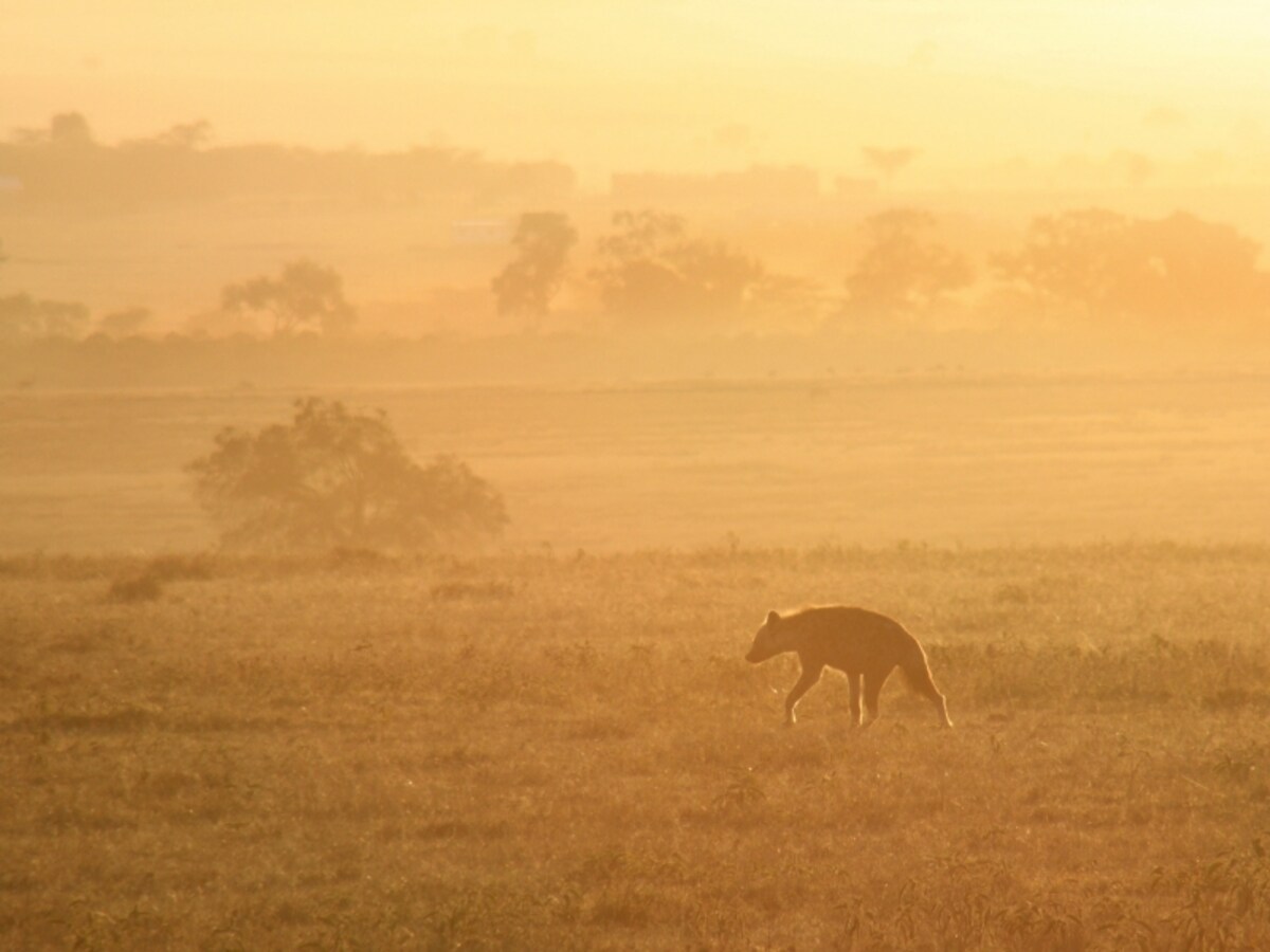 sunrise