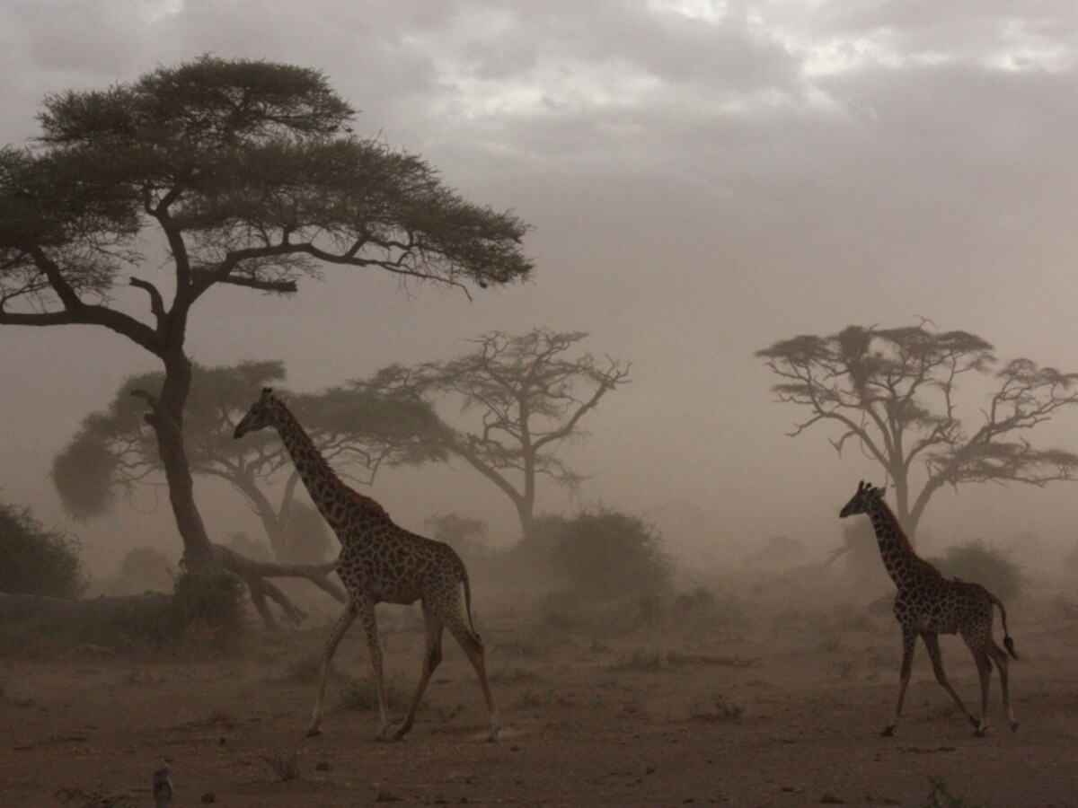 sandstorm