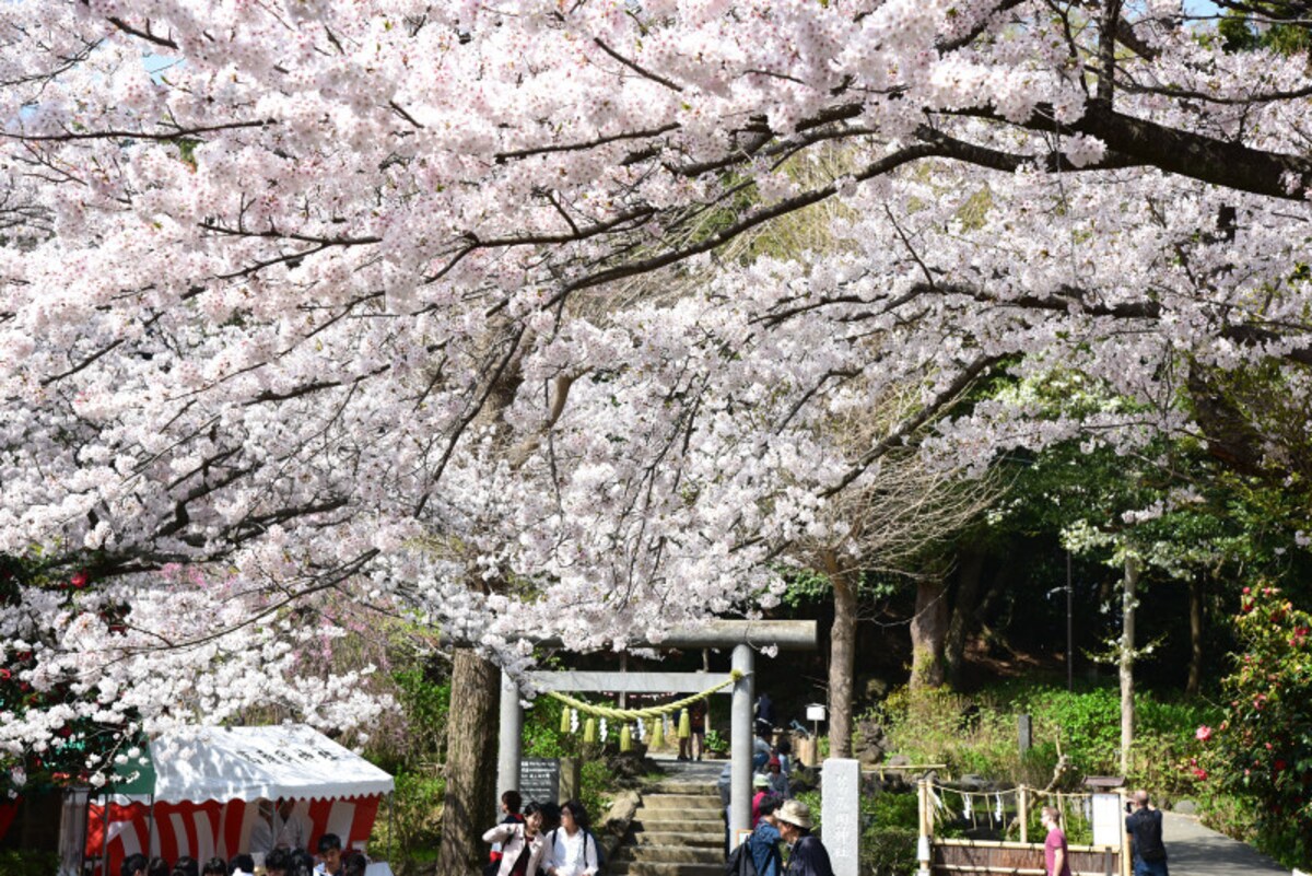 葛原岡神社参道の桜