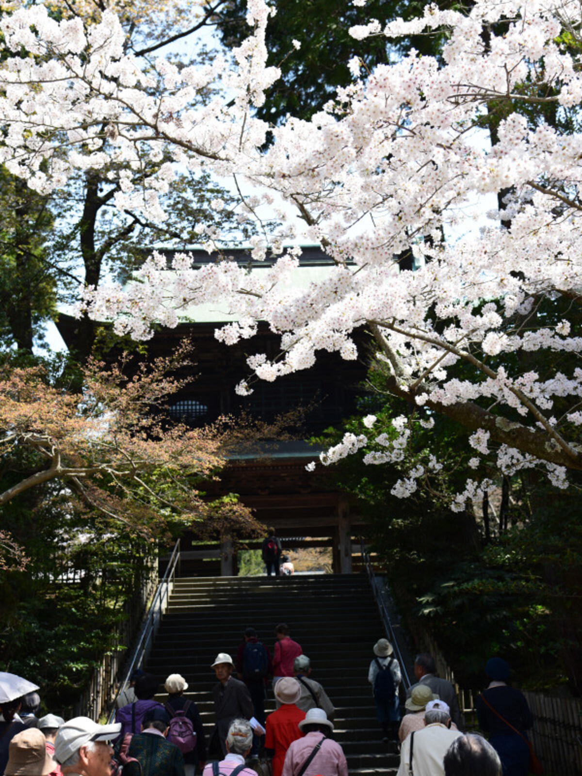 円覚寺　山門と桜