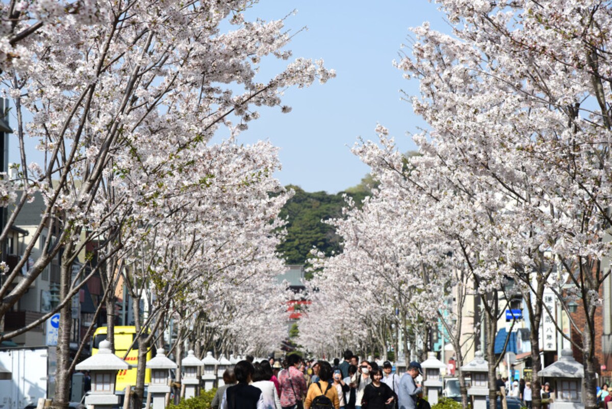 植え替え後の段葛(2018年3月29日撮影)