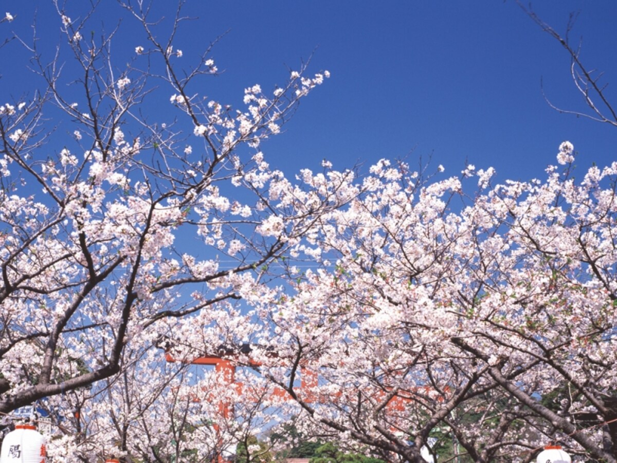 鎌倉でのお花見はいかが？