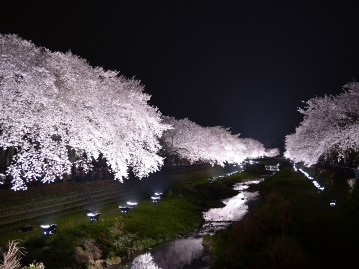 野川の桜ライトアップ　橋上の視点