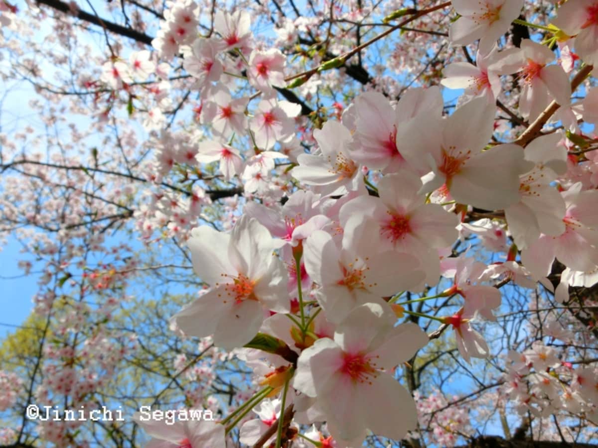 桜写真ステップアップ