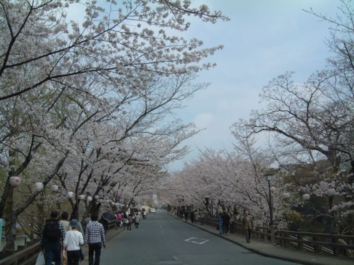 熊本城の桜（2）