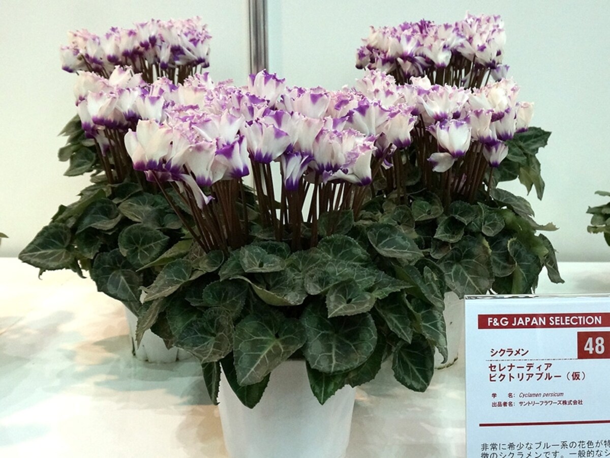 シクラメン‘セレナーディア　ビクトリアブルー（仮）’