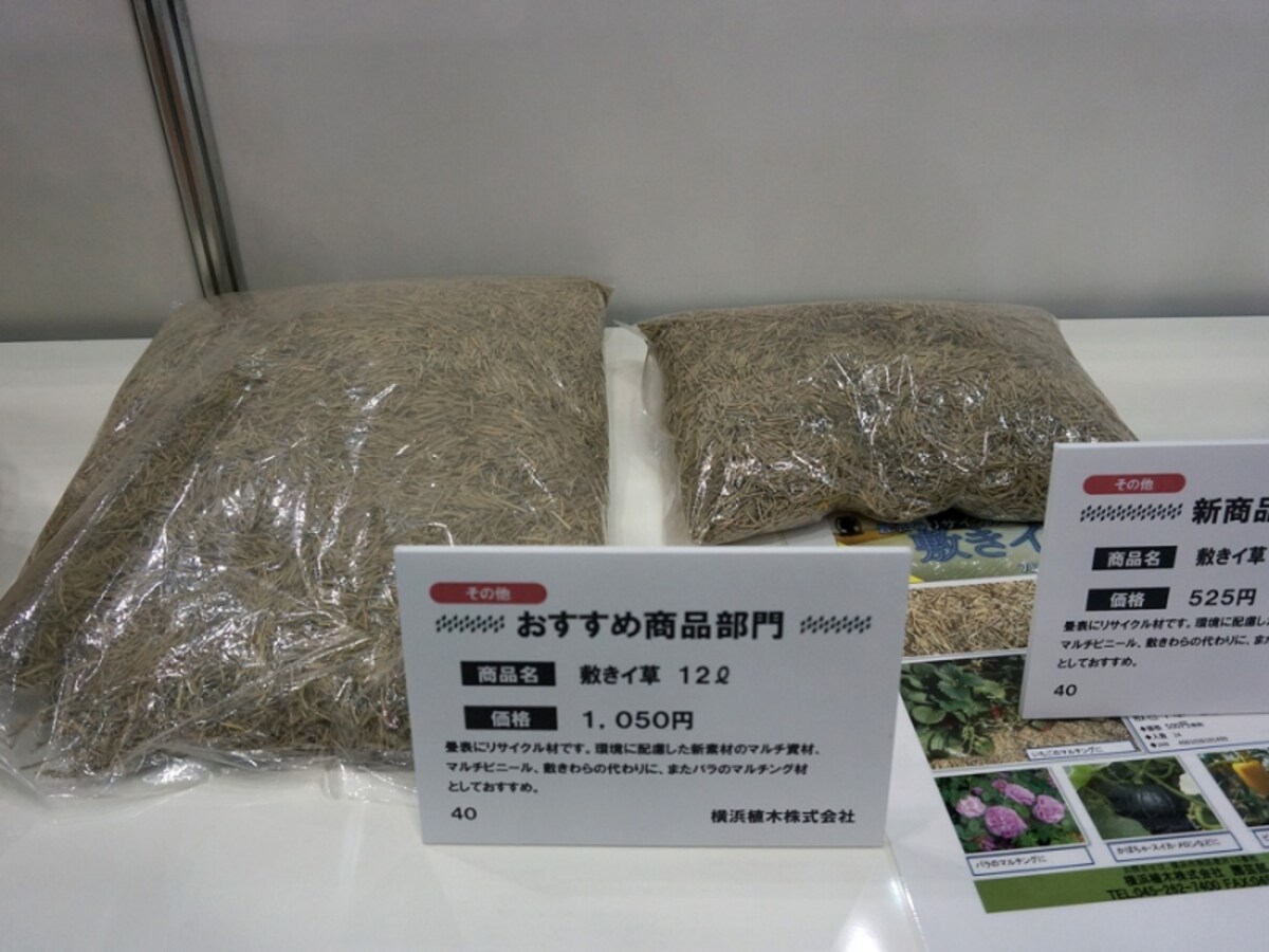 敷きイ草