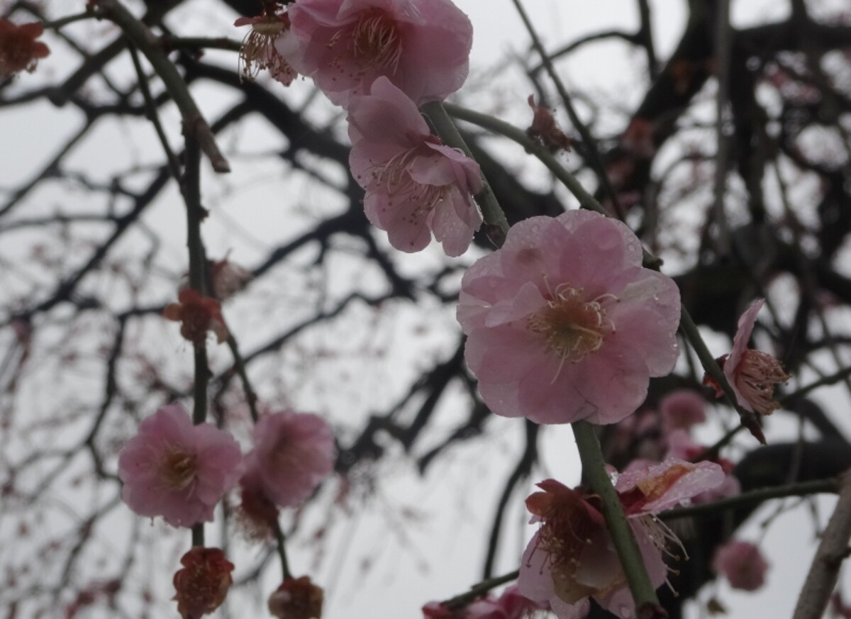 ３月２日には満開だった
