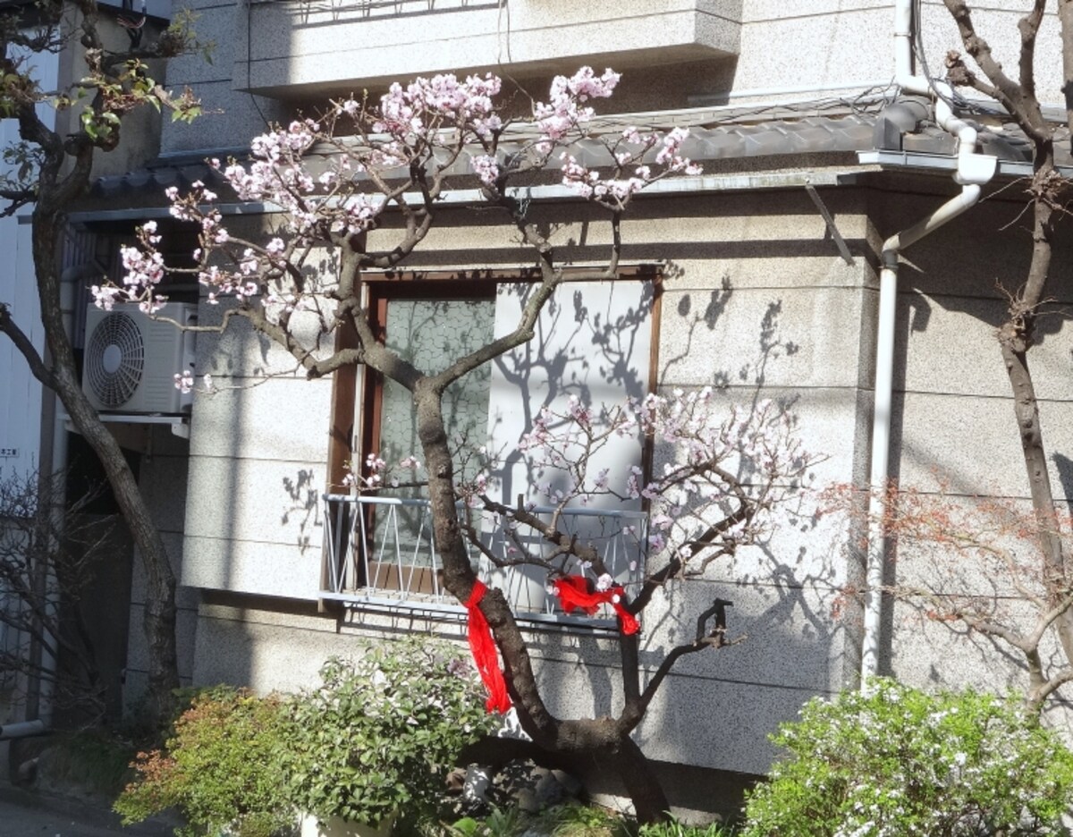 撮影したのは3月24日