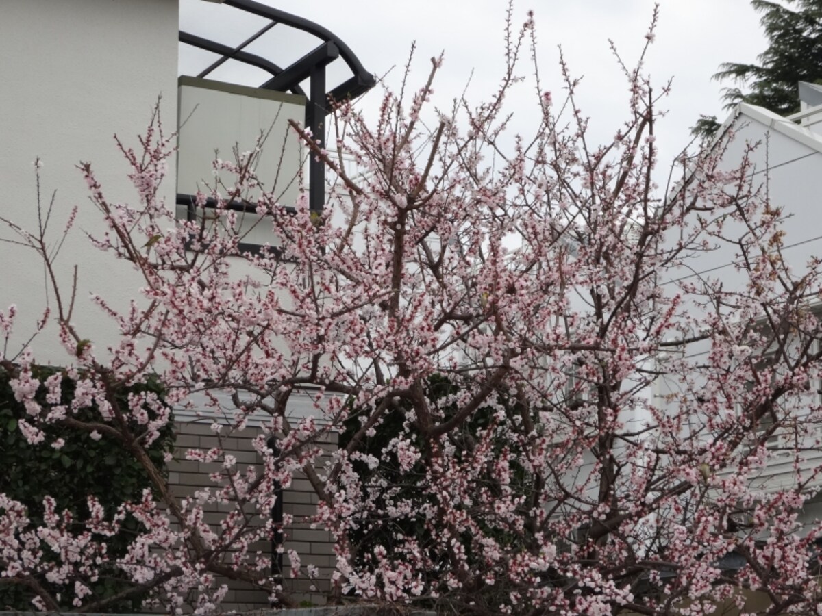 小鳥がたくさんやってきていた