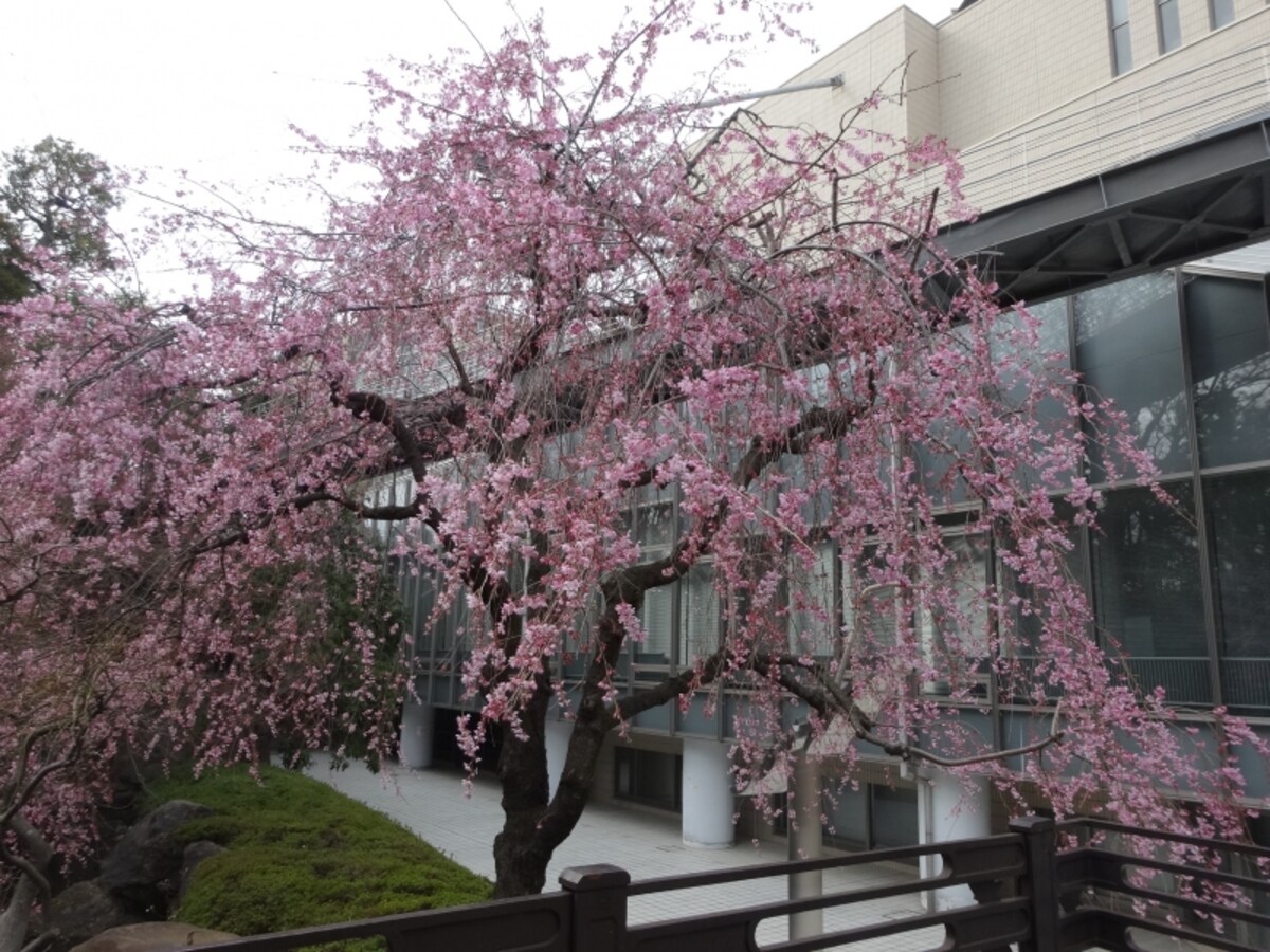 撮影したのは3月25日