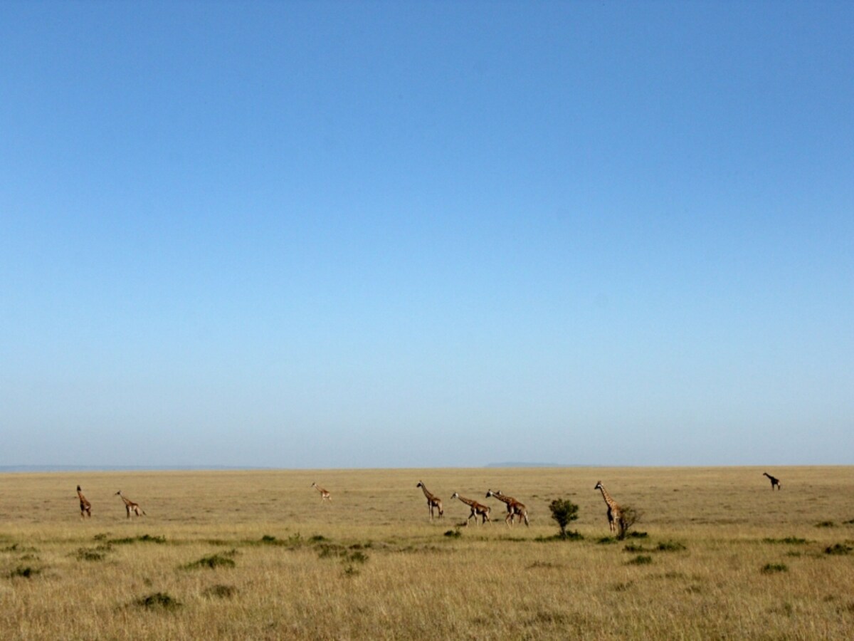 masaimara