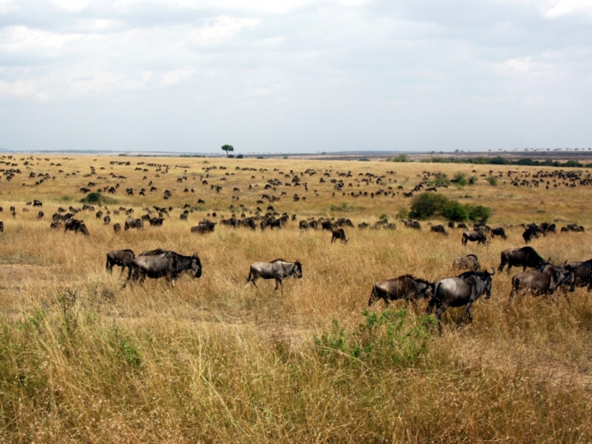 savanna