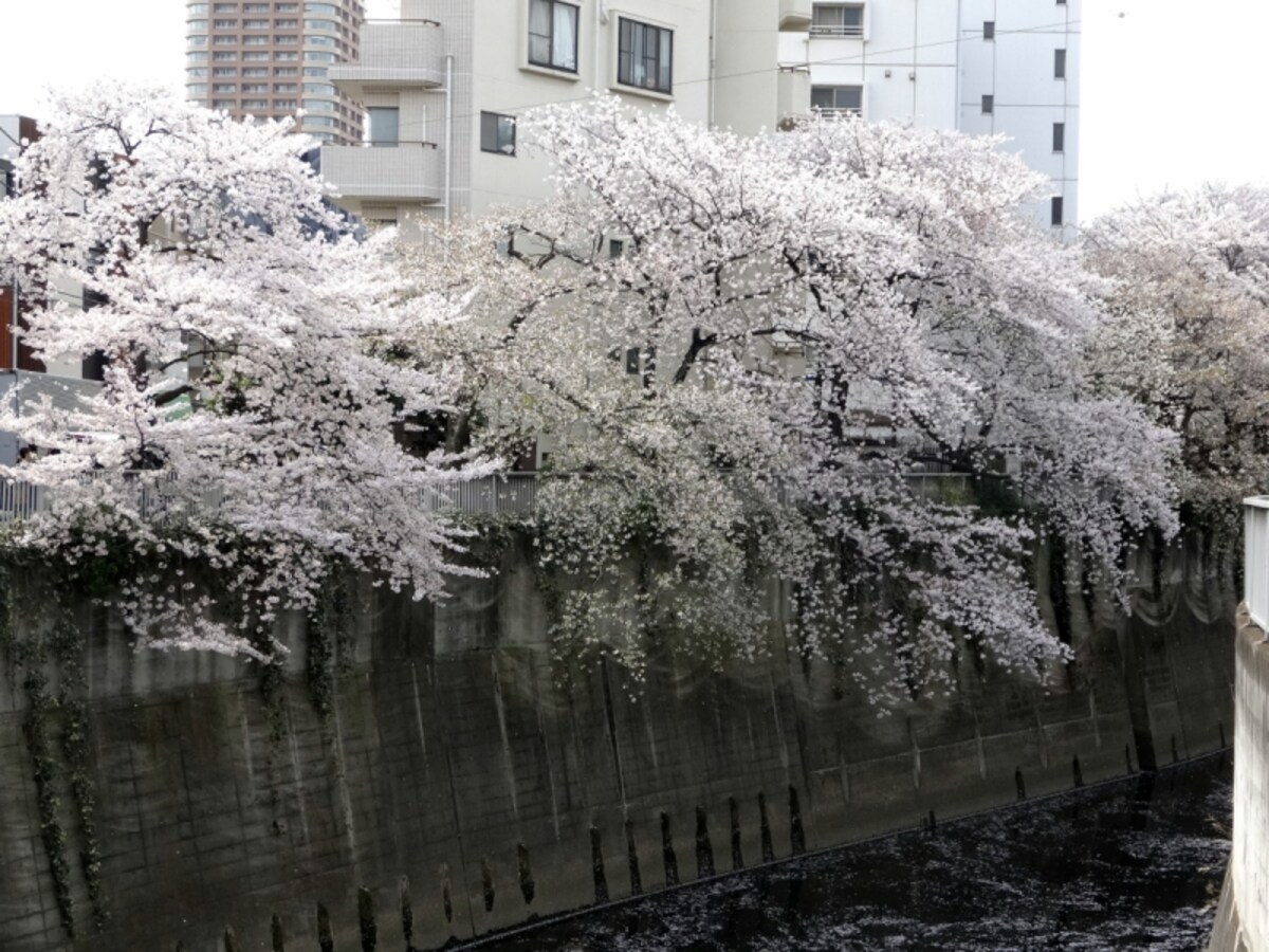 花びらが川面を流れていく