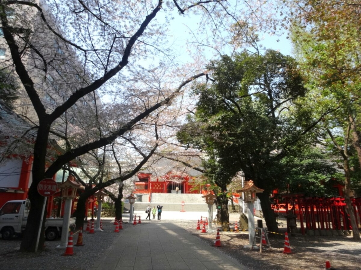 満開時は夜桜なども幻想的