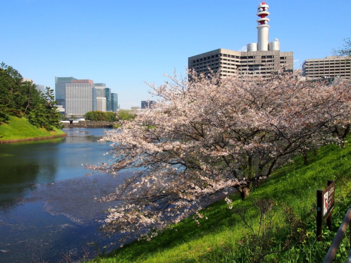 すでに散りかけていた