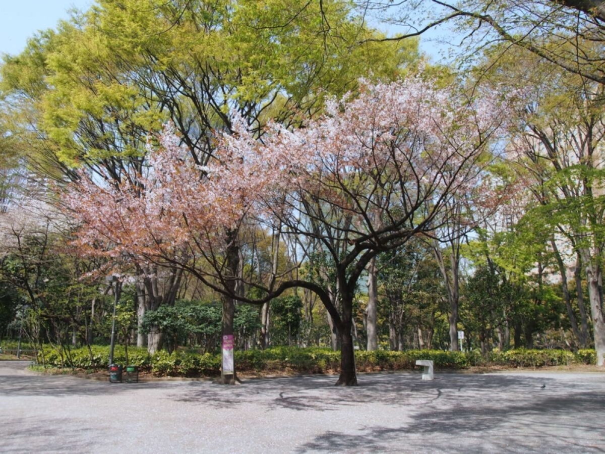 花見客もまったくいない状態