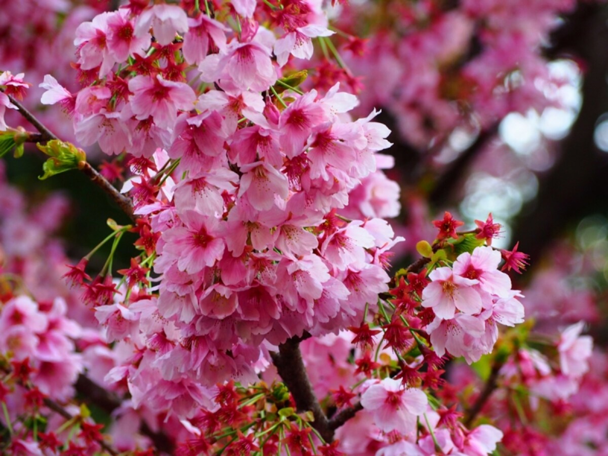 新宿御苑の桜