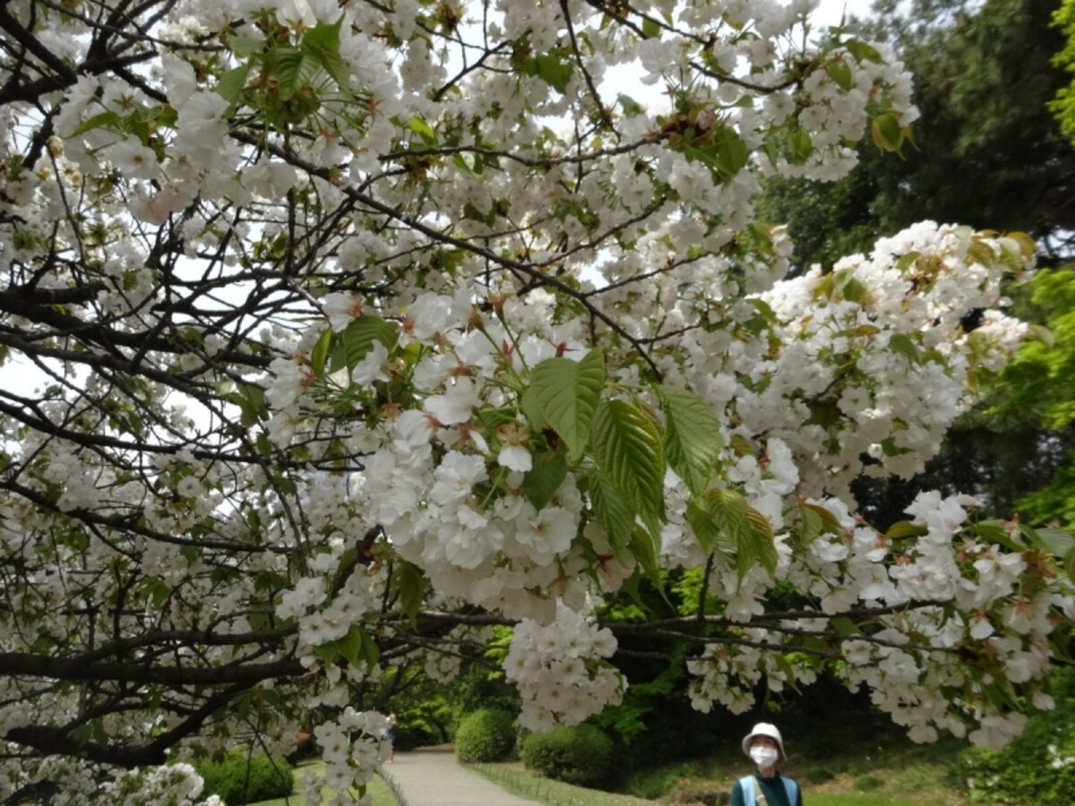 ちょっと上品な感じがする桜だ