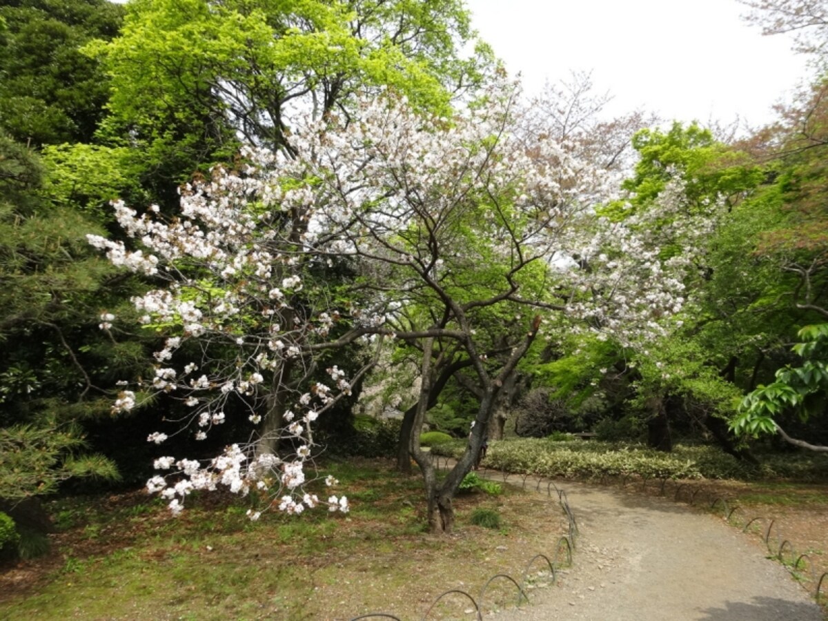 江戸時代後期から栽培が始まり、明治時代に荒川堤から全国に広まった