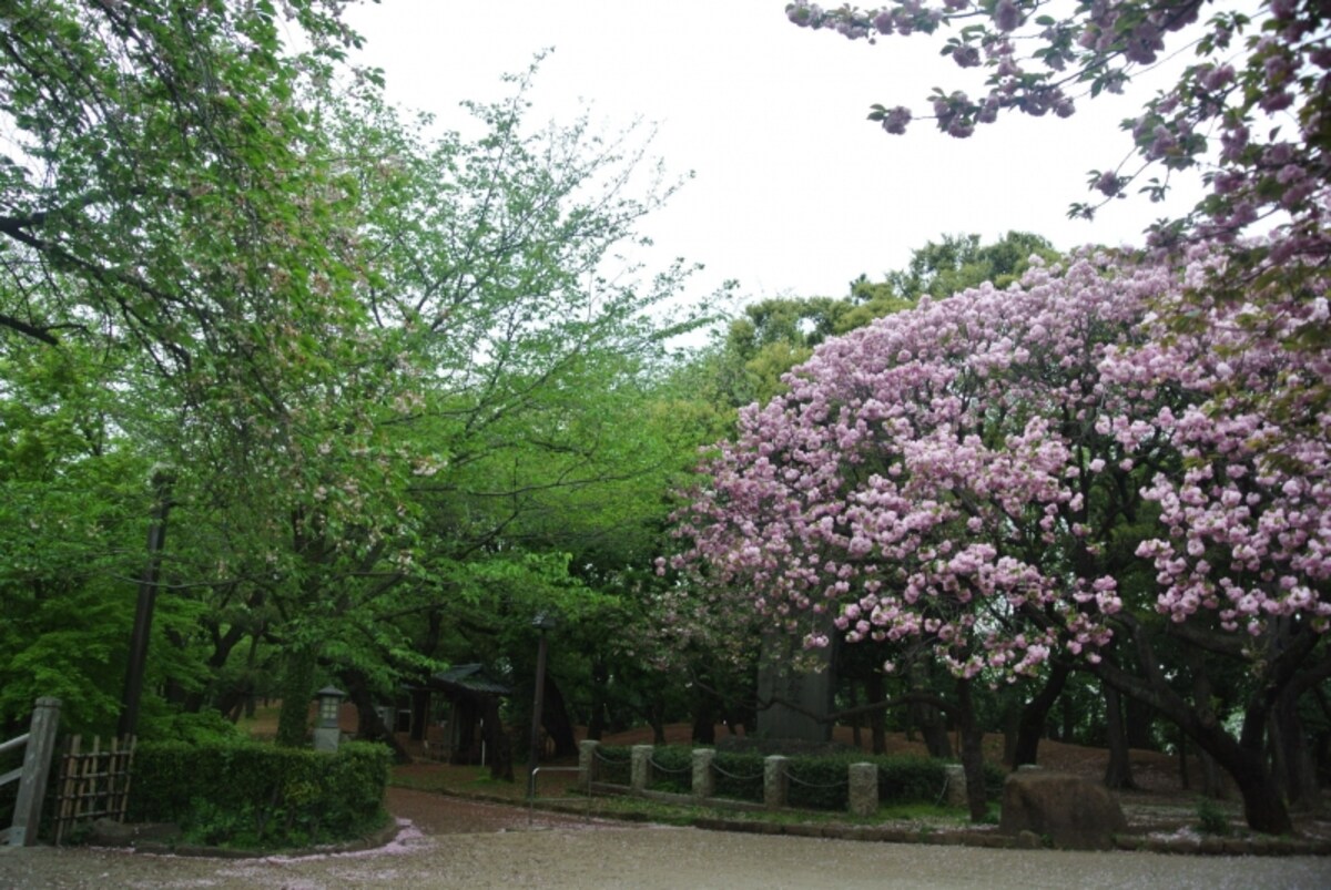 飛鳥山公園の桜