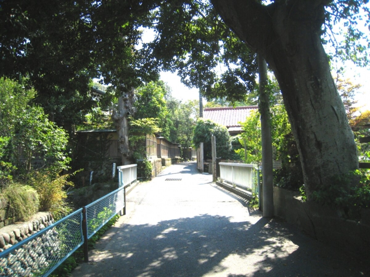 美しい緑