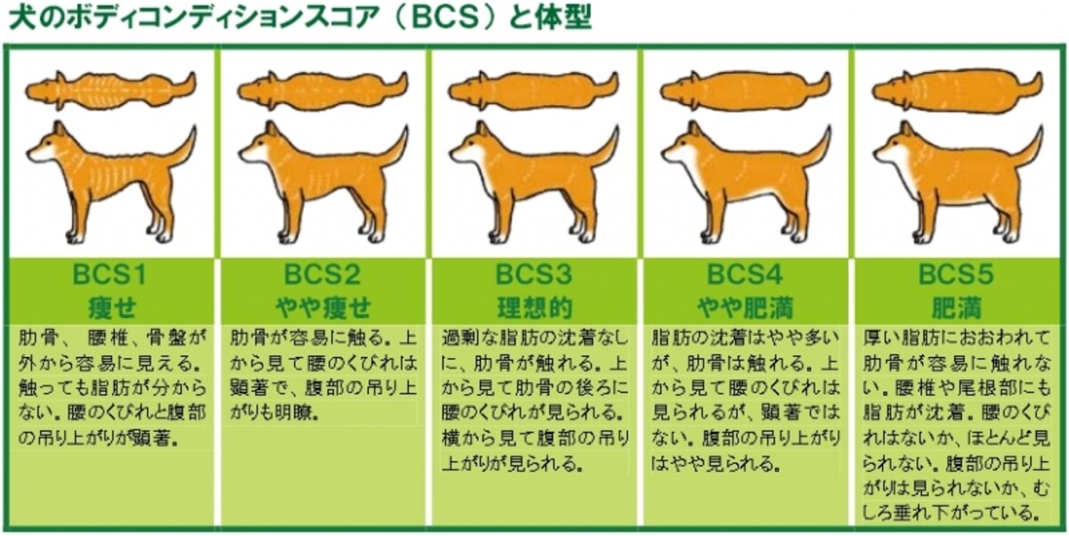 BCS