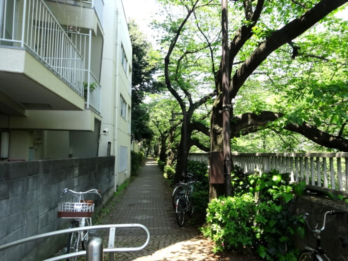 桜並木がこのあたりから復活