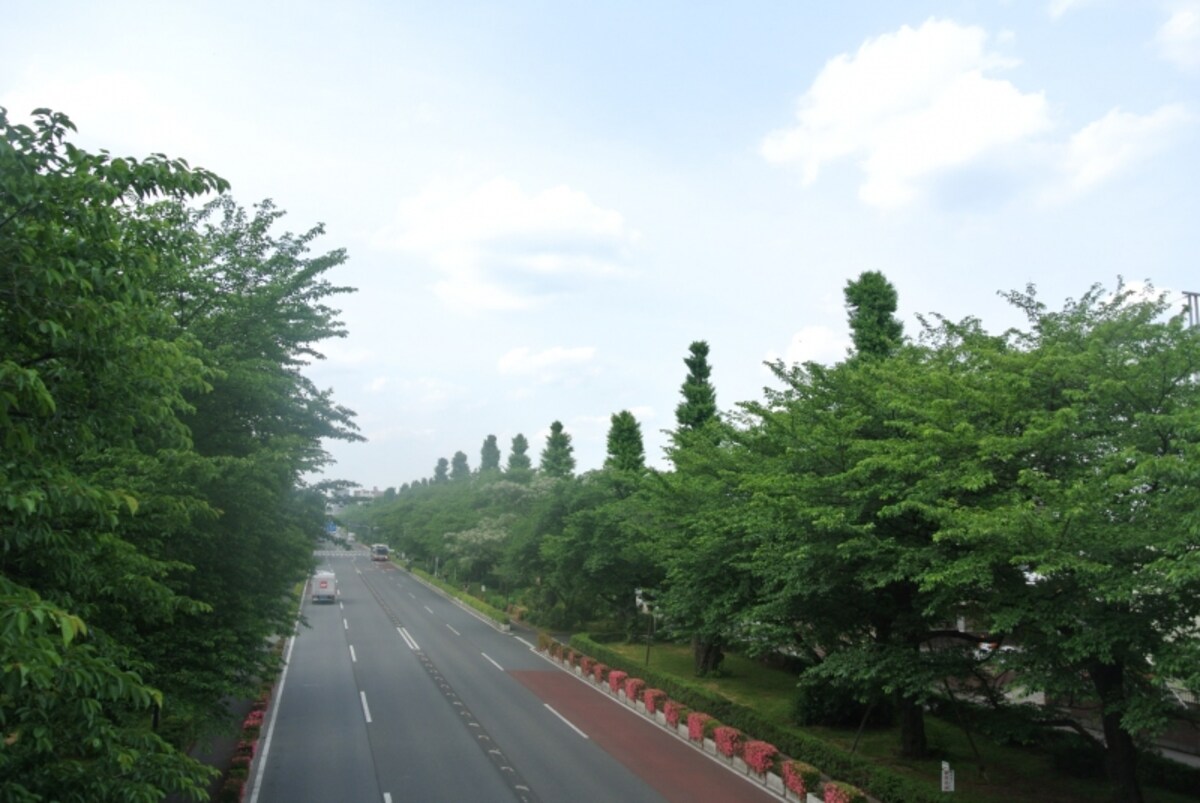 遊歩道から見た大学通り