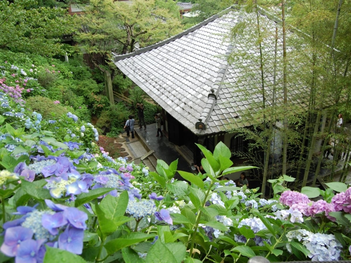 長谷寺のアジサイ
