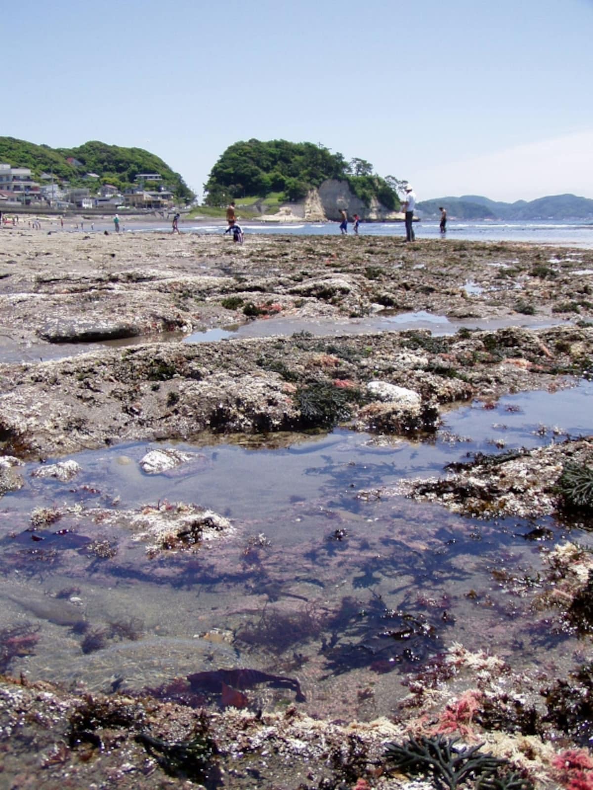 七里ヶ浜の磯