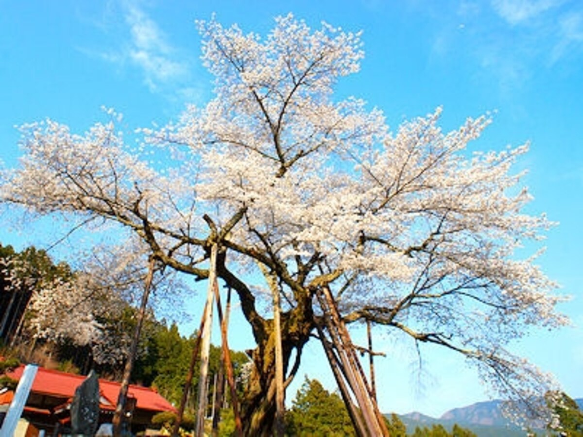 本郷の千年桜