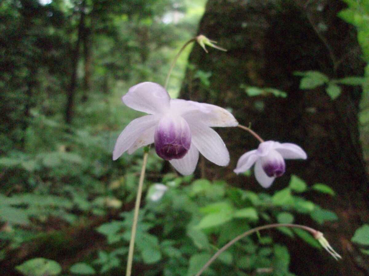 三つ峠花