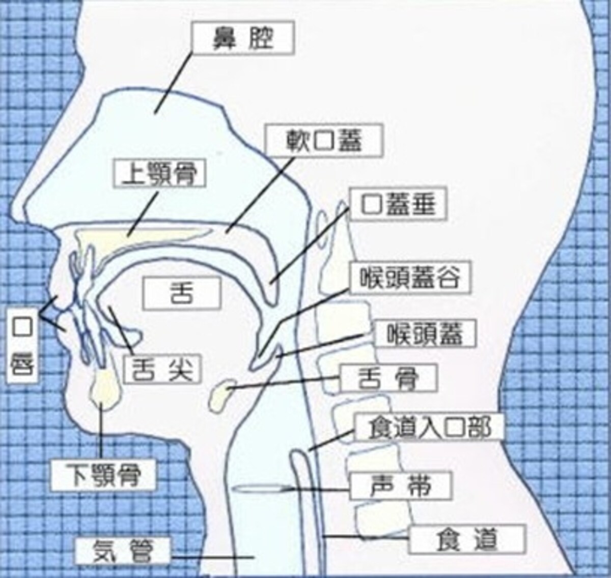 咽頭解剖図