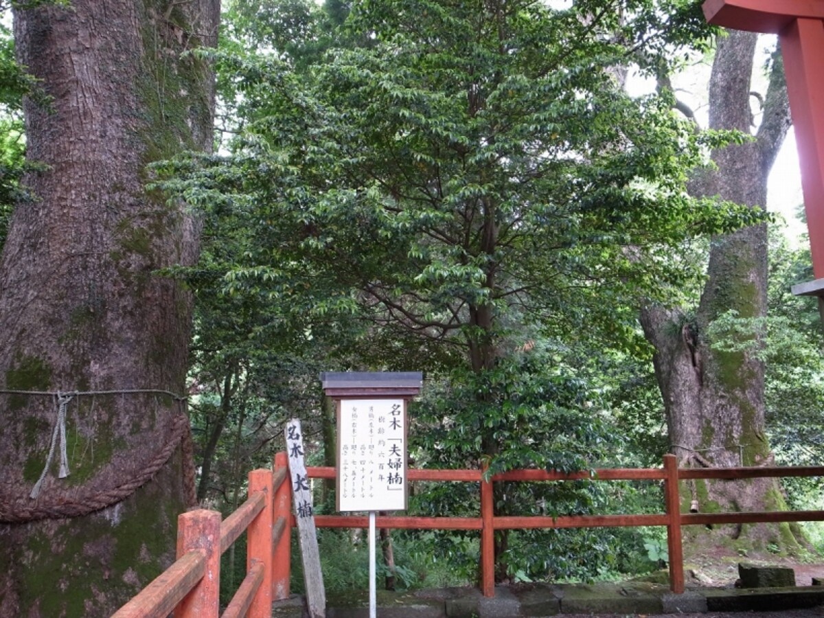 yowara5