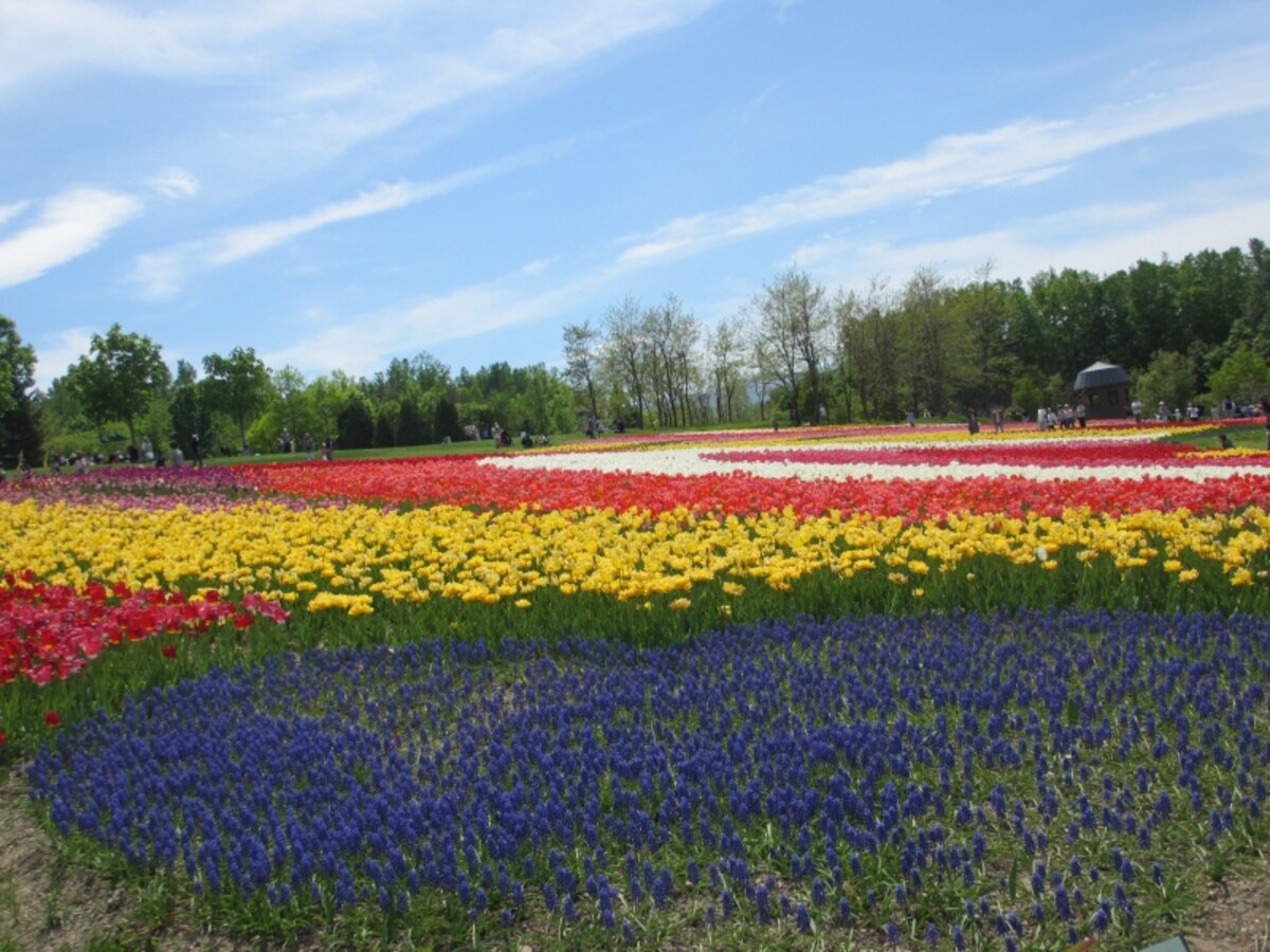 すずらん公園のチューリップ