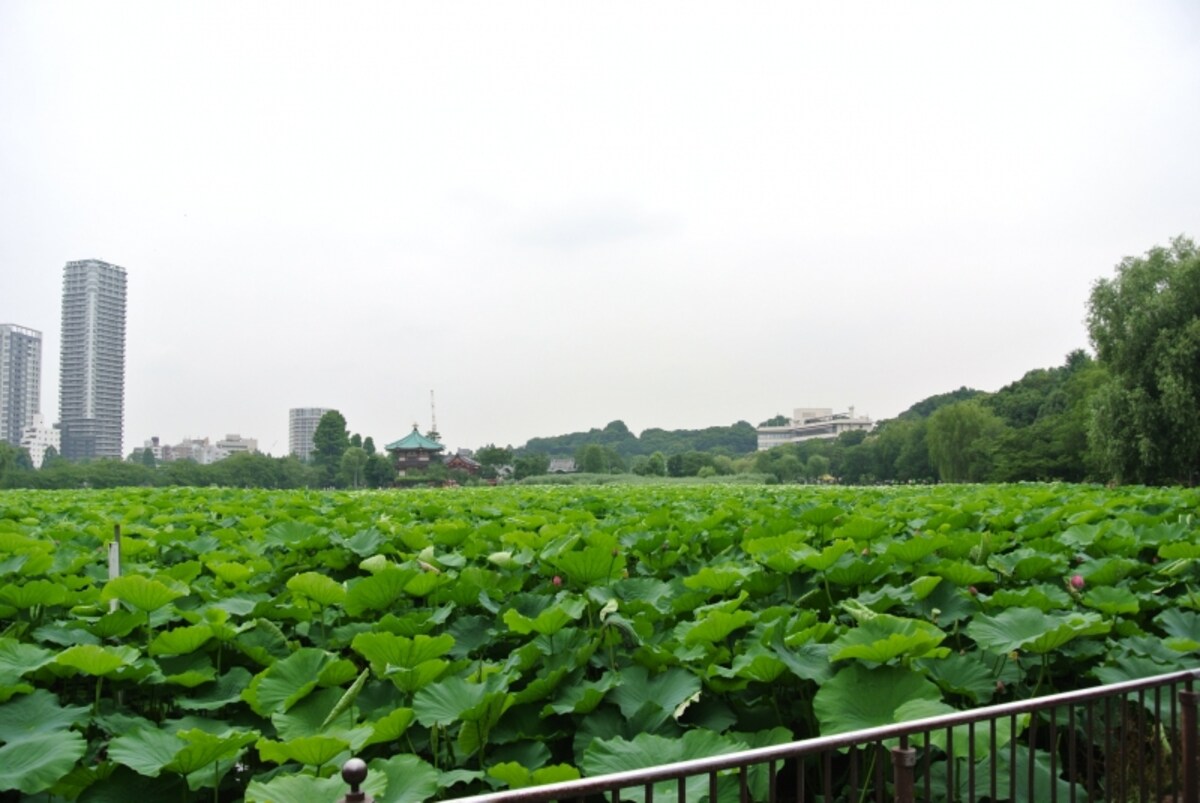 不忍池