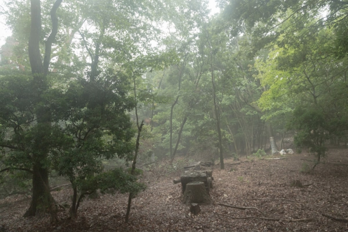 雨上がりのもや