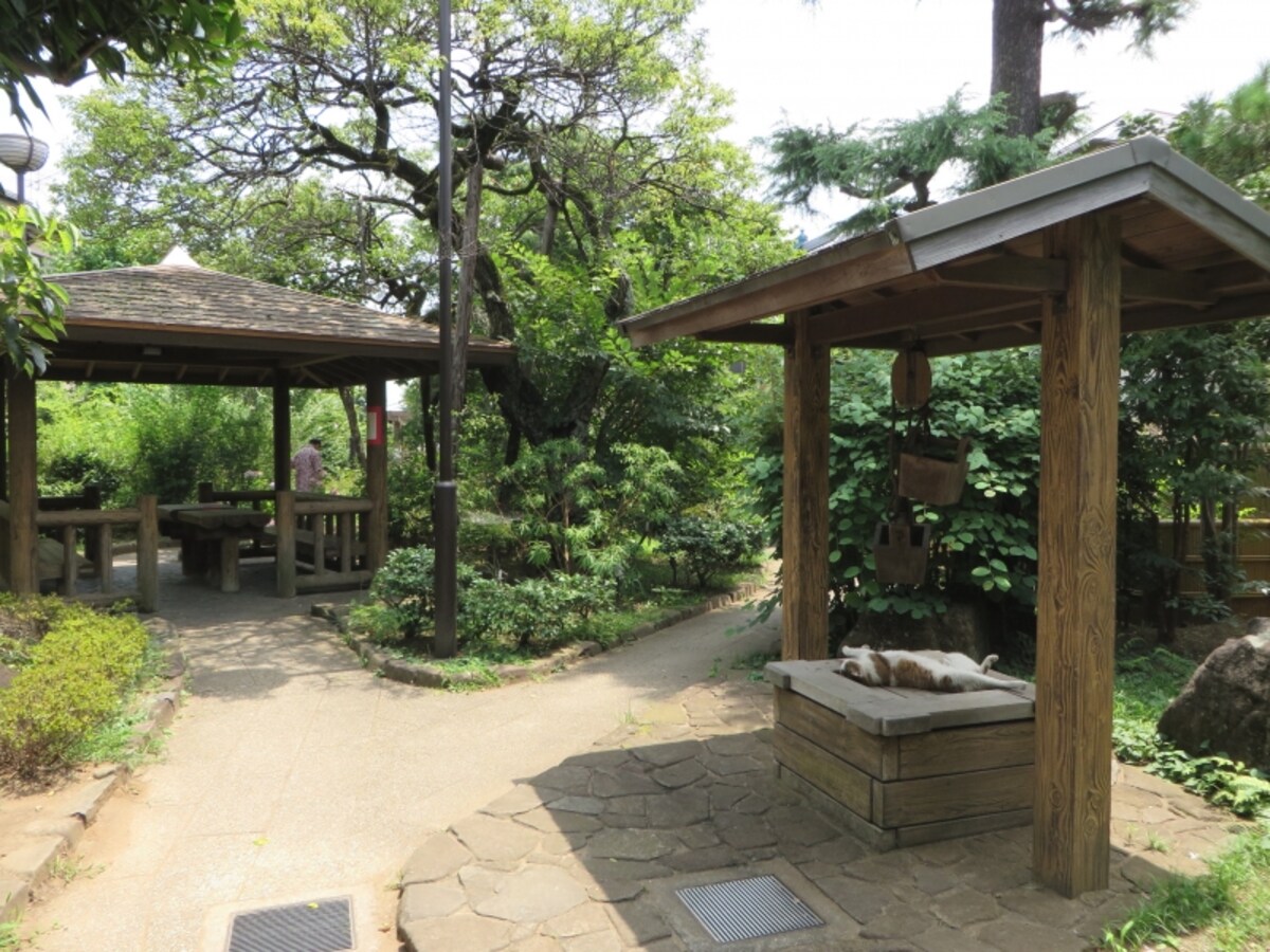 清華園と猫