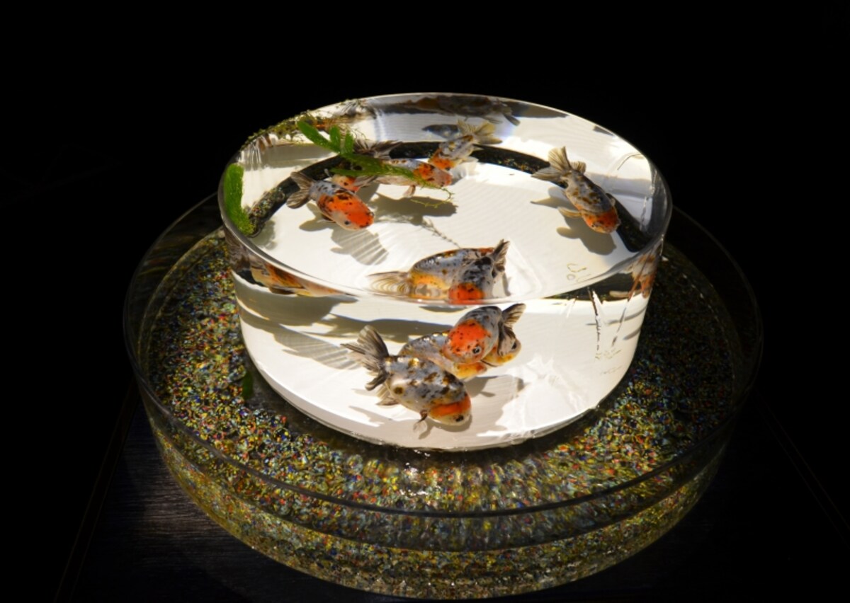 金魚品評