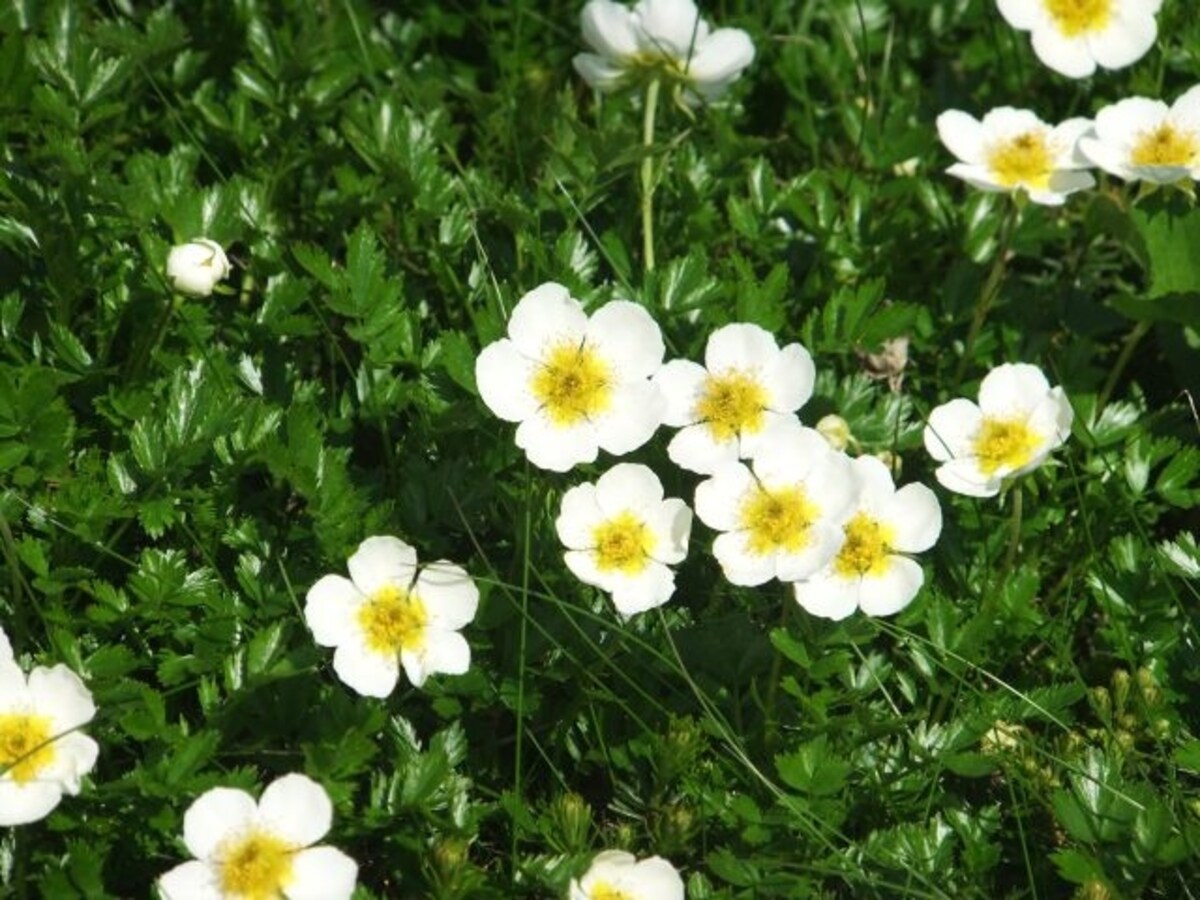 可憐な花、チングルマ